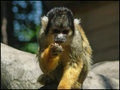 Squirrelly