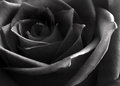 Dark Rose