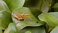 Young Grasshopper