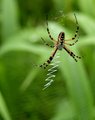 Golden Silk Spider 2