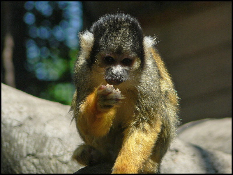 Squirrelly