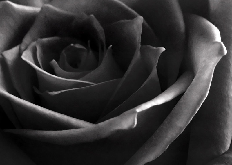 Dark Rose