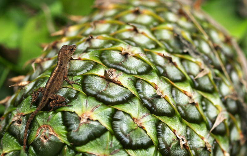 Pineapple Pitstop
