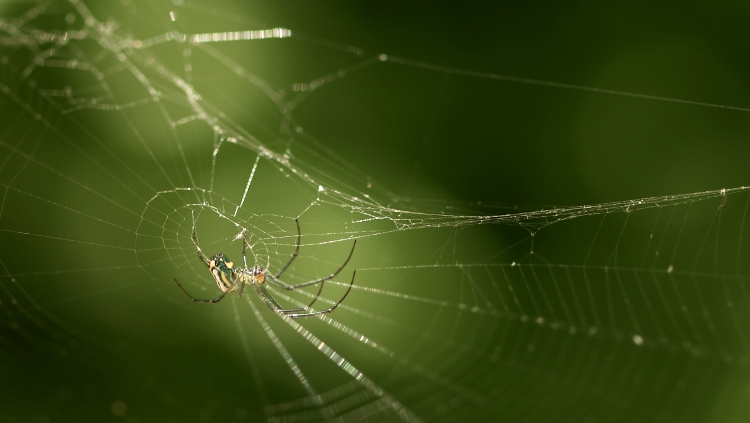 Spider at Lettuce Lake