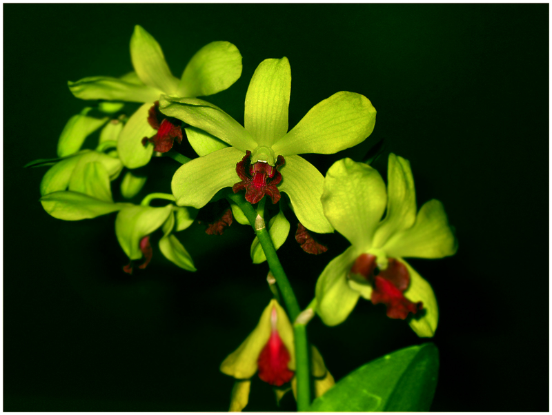Edited Greens w blurring.jpg