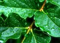 After the Rain