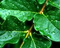 After the Rain
