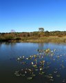 The Pond