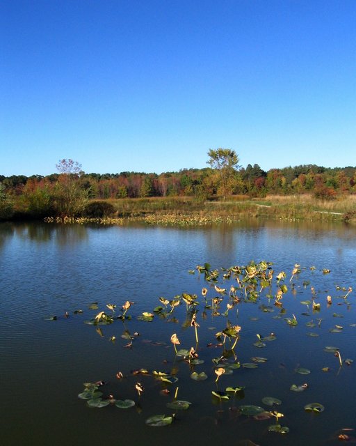 The Pond