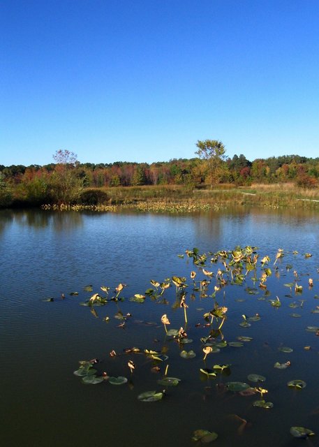 The Pond