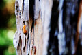Some kinda bug ;P