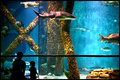 An Aquatic Wonderland