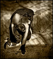 IMG_4205monkeyslighten.jpg