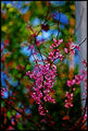 Branch