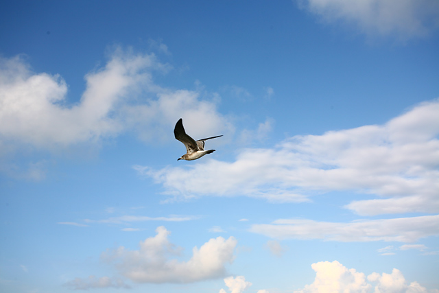 Flying