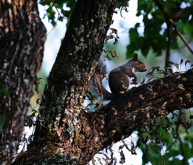 Squirrely, squirrely, squirrely, squuuuuirrel....