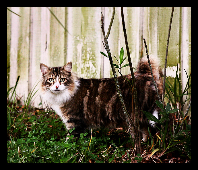 Kitty Candid