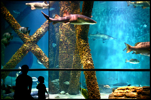 An Aquatic Wonderland