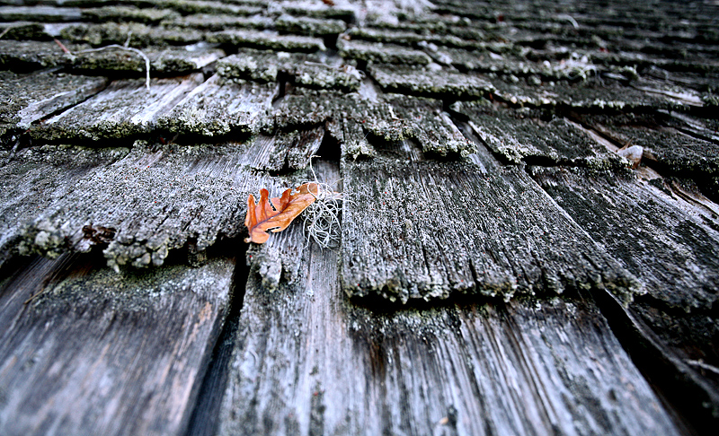 Leaf