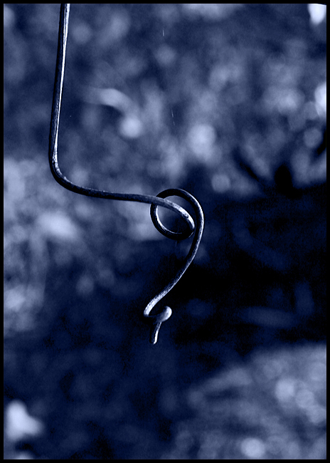 Vine