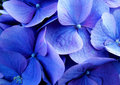 something-blue.jpg
