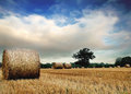harvest.jpg