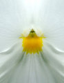 spring-bride.jpg