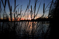 weeds-sunset.jpg