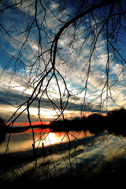 red-in-the-trees.jpg