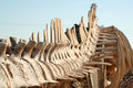 CEDO Whale Skeleton