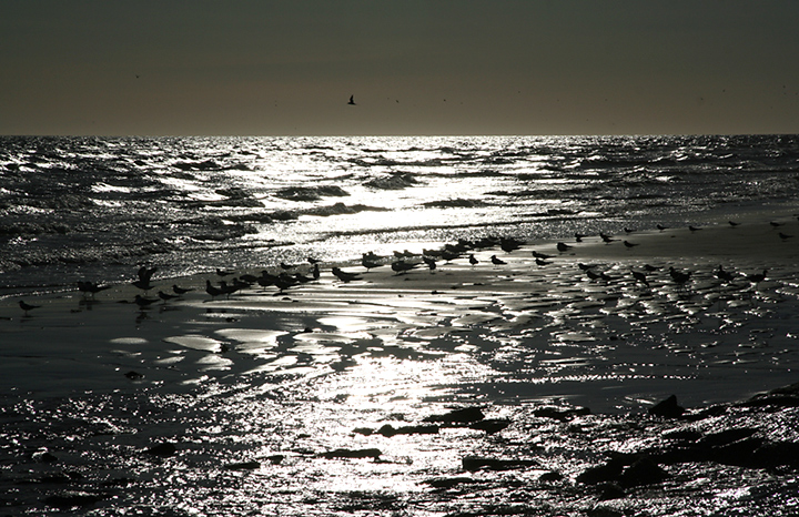 Birds