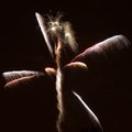 fireworks_01.jpg