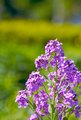 Late Spring Bloom