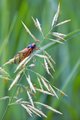Cicada