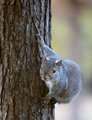 squirrel.jpg
