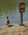 No Swimming or Wading