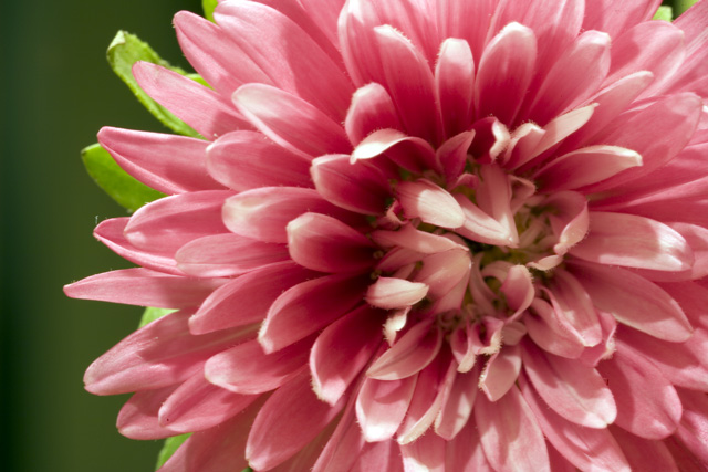 dying flower