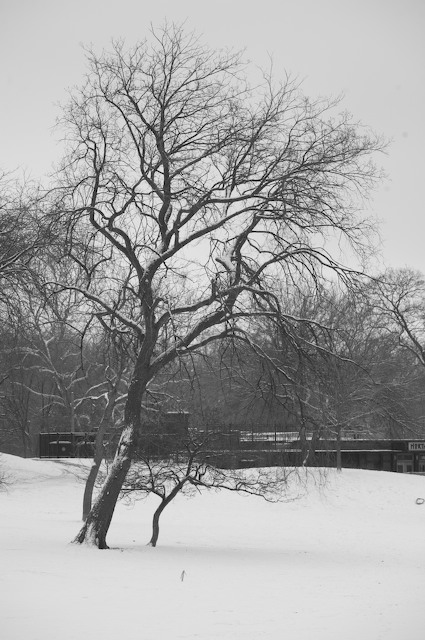 Day 13 - Winter