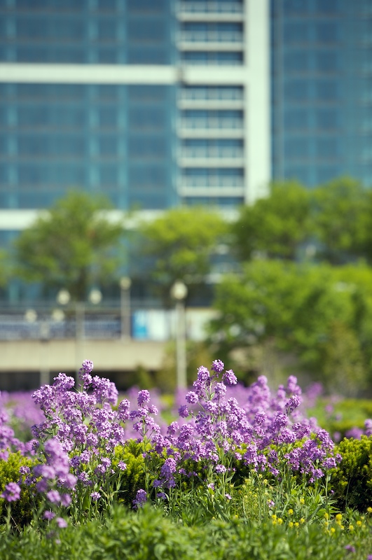 Purple!