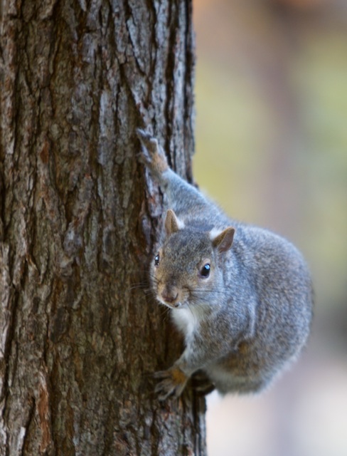 squirrel.jpg