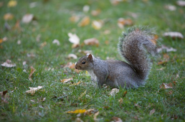 squirrel2.jpg