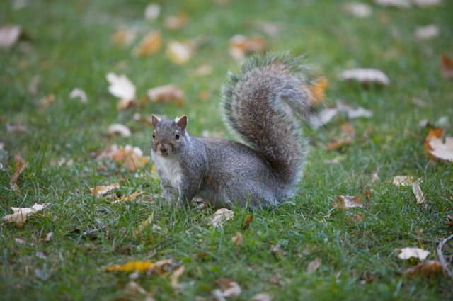 squirrel3.jpg