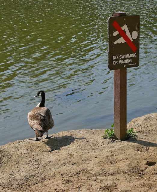 No Swimming or Wading