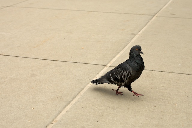 pigeon