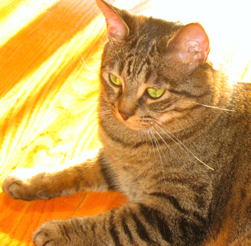 The thinker cat.jpg
