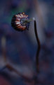 Winter Bud