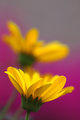 Two Daisies