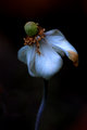 Going-to-Seed.jpg
