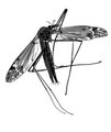 Crane Fly