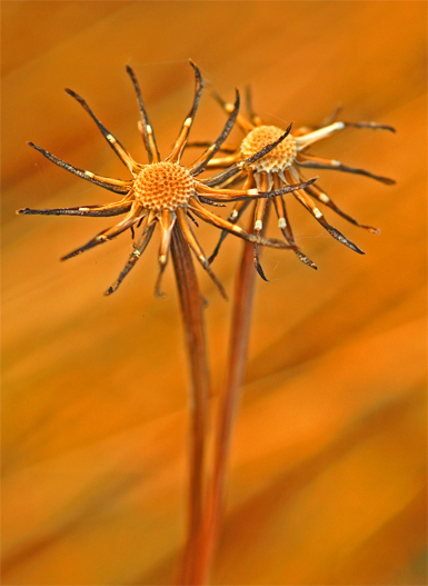 AfterThe Bloom.